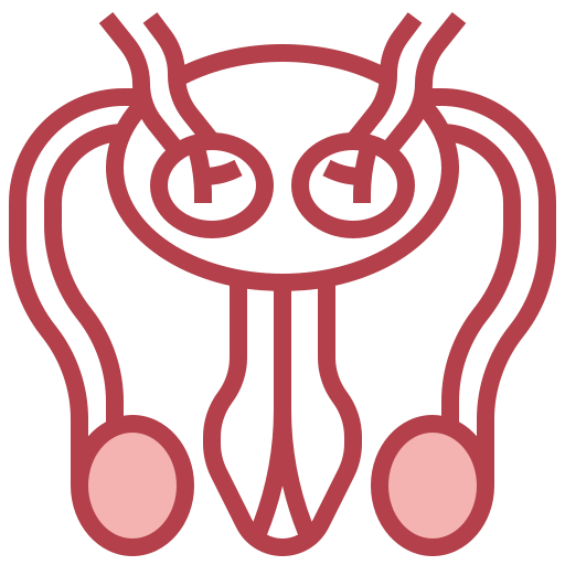 Reproductive system